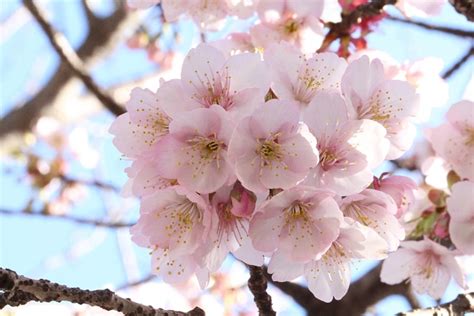 小櫻花樹|認識10大常見日本櫻花品種：特徵/由來/開花時期